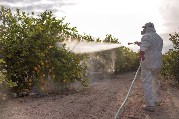 Best Bed Bug Extermination  in Pine City, MN